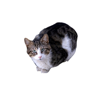 A Curious Tabby Cat Sitting On A Pavement In Bornova, İZmir, TüRkiye. 14132 - Cat PNG image with transparent background